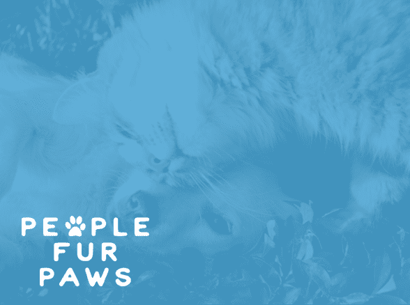 supporting the SPCA, we aim to ensure that every furry friend has the chance to find a loving home and experience a happier, healthier life.<br />